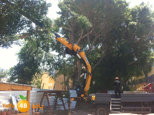 treesashjar523 (5).jpg